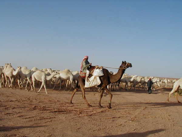 Herd of Camels